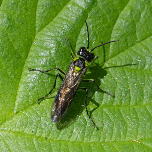 Tenthredo mesomela (Common Green-Tenthredo).jpg